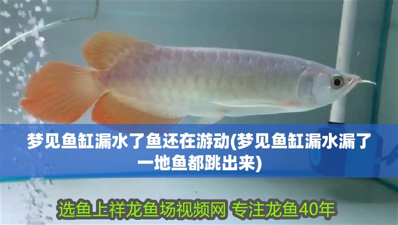 夢見魚缸漏水了魚還在游動(夢見魚缸漏水漏了一地魚都跳出來)