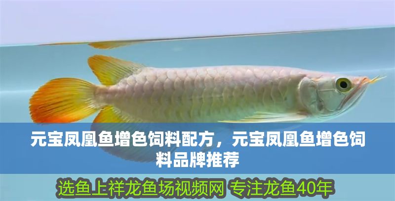 元寶鳳凰魚增色飼料配方，元寶鳳凰魚增色飼料品牌推薦 元寶鳳凰魚增色飼料配方，元寶鳳凰魚增色飼料品牌推薦 元寶鳳凰魚百科 第2張