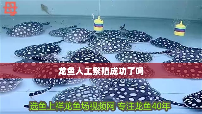龍魚人工繁殖成功了嗎