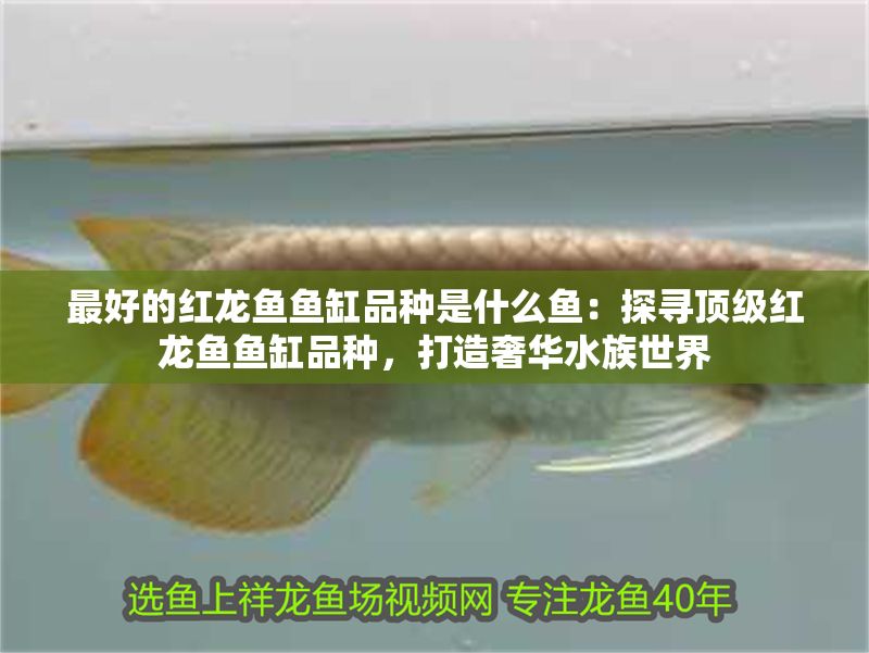 最好的紅龍魚魚缸品種是什么魚：探尋頂級紅龍魚魚缸品種，打造奢華水族世界