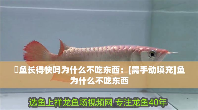 魟魚長得快嗎為什么不吃東西：[需手動填充]魚為什么不吃東西 魟魚長得快嗎為什么不吃東西：[需手動填充]魚為什么不吃東西 魟魚百科 第2張