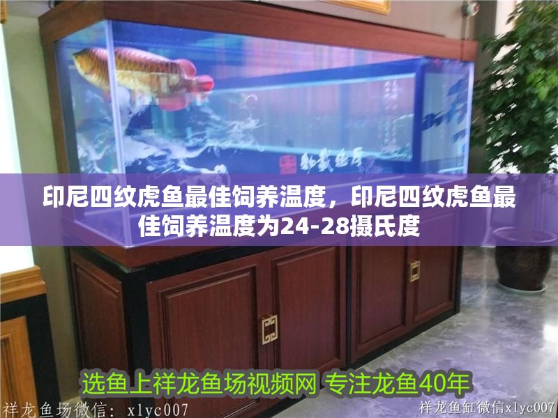 印尼四紋虎魚最佳飼養溫度，印尼四紋虎魚最佳飼養溫度為24-28攝氏度