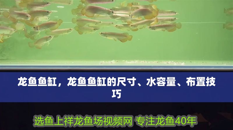 龍魚魚缸，龍魚魚缸的尺寸、水容量、布置技巧