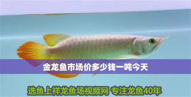 金龍魚市場(chǎng)價(jià)多少錢一噸今天