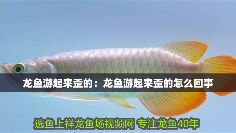 龍魚游起來歪的：龍魚游起來歪的怎么回事