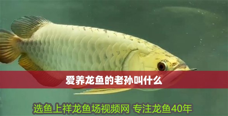 愛養(yǎng)龍魚的老孫叫什么 愛養(yǎng)龍魚的老孫叫什么 龍魚百科 第2張