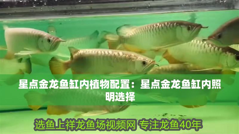 星點金龍魚缸內植物配置：星點金龍魚缸內照明選擇