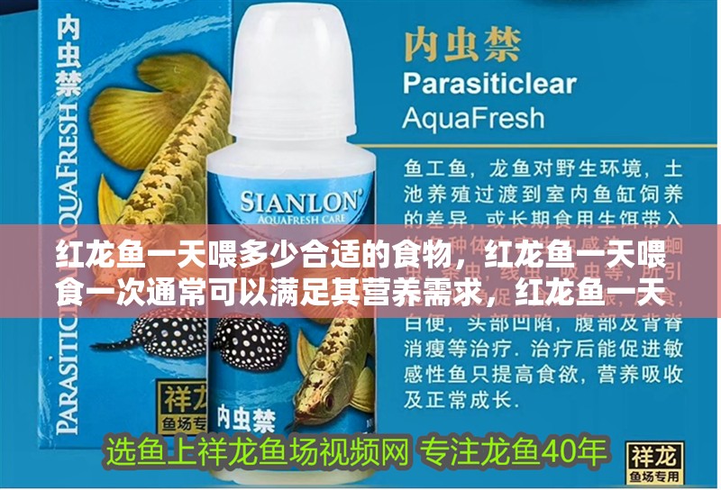 紅龍魚一天喂多少合適的食物，紅龍魚一天喂食一次通常可以滿足其營養需求，紅龍魚一天喂一次 紅龍魚一天喂多少合適的食物，紅龍魚一天喂食一次通常可以滿足其營養需求，紅龍魚一天喂一次 龍魚百科