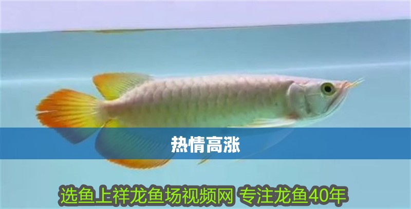 鸚鵡魚和銀龍魚混養怎樣喂食 熱情高漲 龍魚論壇 熱情高漲 熱情高漲 龍魚論壇