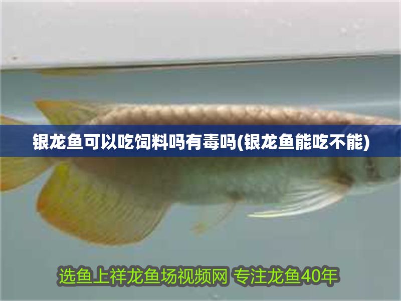 銀龍魚可以吃飼料嗎有毒嗎(銀龍魚能吃不能)