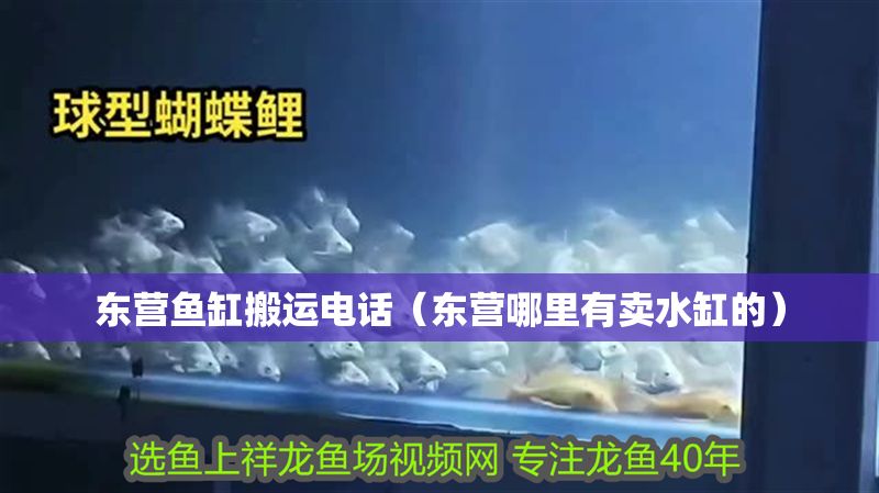 東營魚缸搬運(yùn)電話（東營哪里有賣水缸的）