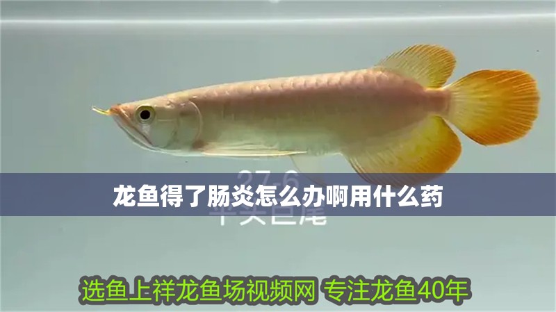 龍魚得了腸炎怎么辦啊用什么藥