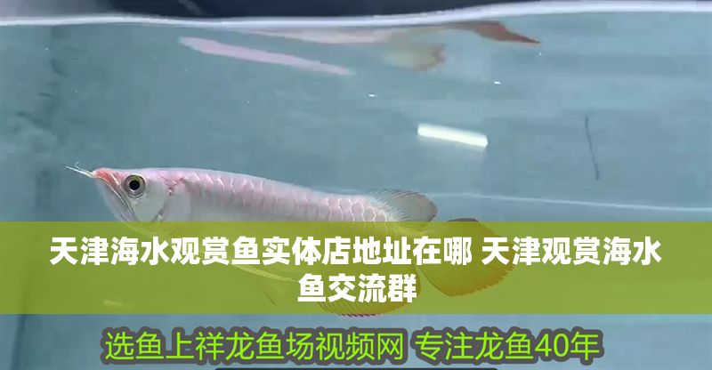 天津海水觀賞魚實體店地址在哪 天津觀賞海水魚交流群