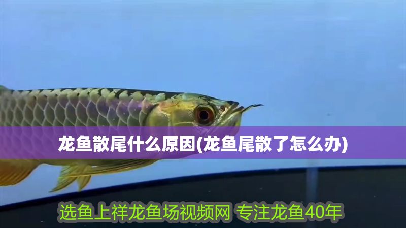 龍魚散尾什么原因(龍魚尾散了怎么辦)