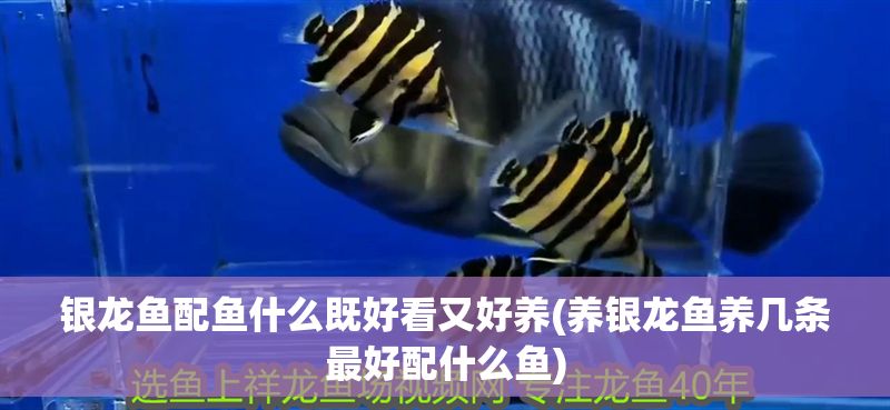 銀龍魚(yú)配魚(yú)什么既好看又好養(yǎng)(養(yǎng)銀龍魚(yú)養(yǎng)幾條最好配什么魚(yú))