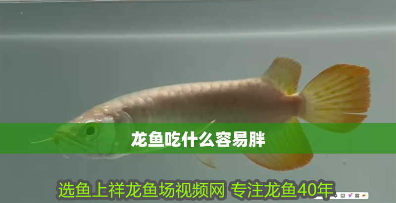 龍魚吃什么容易胖