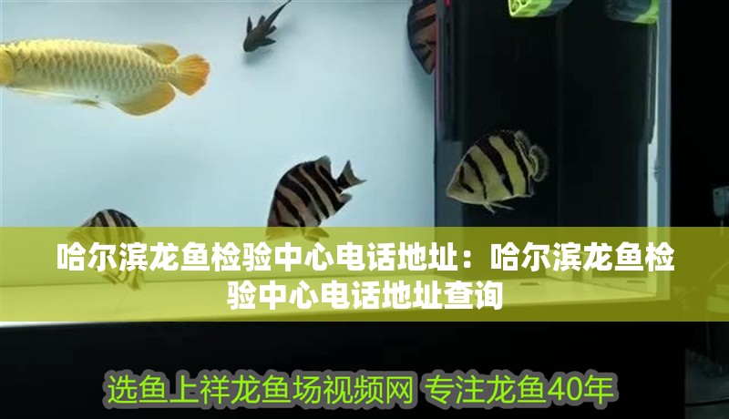 哈爾濱龍魚檢驗中心電話地址：哈爾濱龍魚檢驗中心電話地址查詢