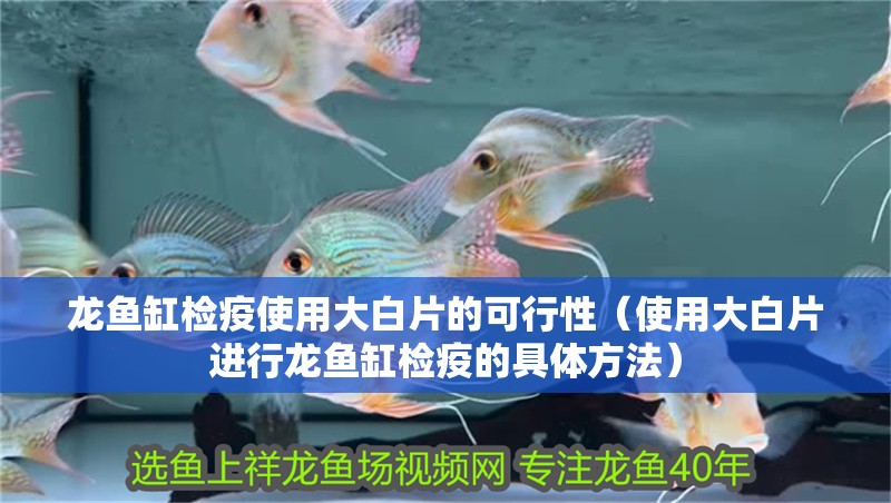 龍魚缸檢疫使用大白片的可行性（使用大白片進(jìn)行龍魚缸檢疫的具體方法）
