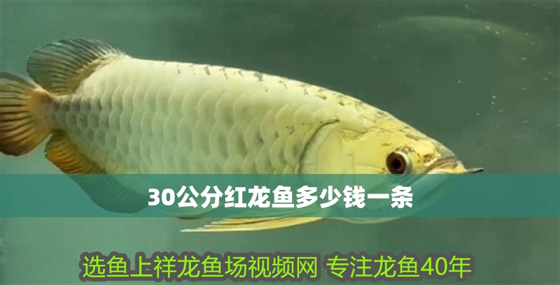 30公分紅龍魚多少錢一條