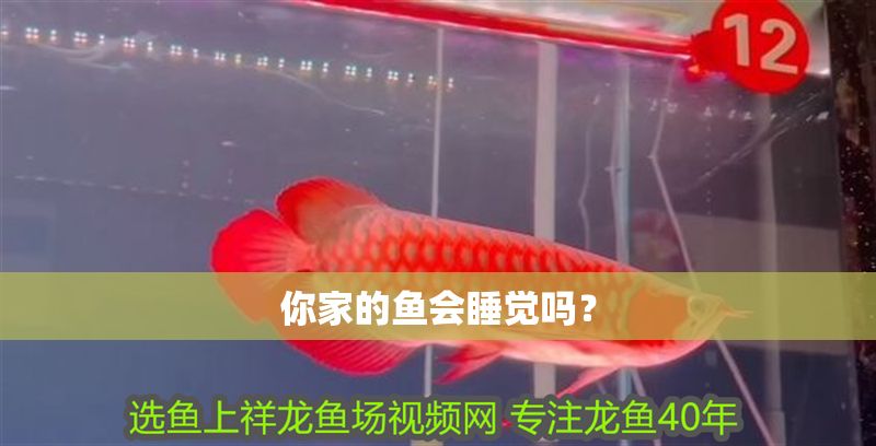 你家的魚會睡覺嗎？ 你家的魚會睡覺嗎？ 黃金貓魚百科 第2張