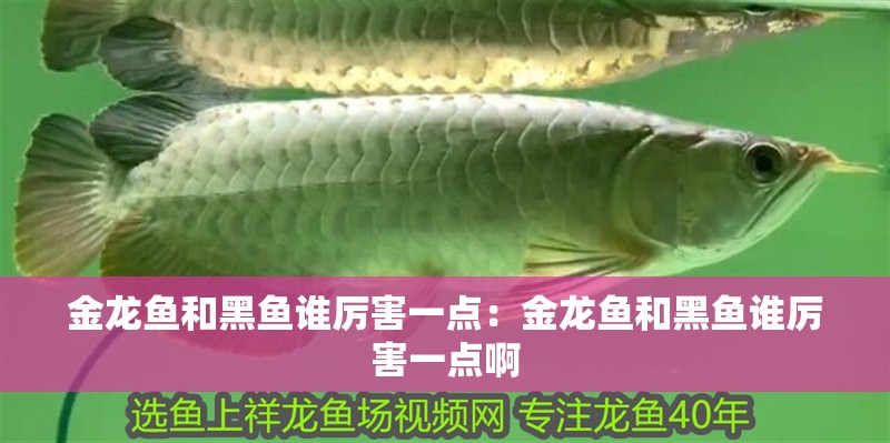 金龍魚和黑魚誰厲害一點：金龍魚和黑魚誰厲害一點啊