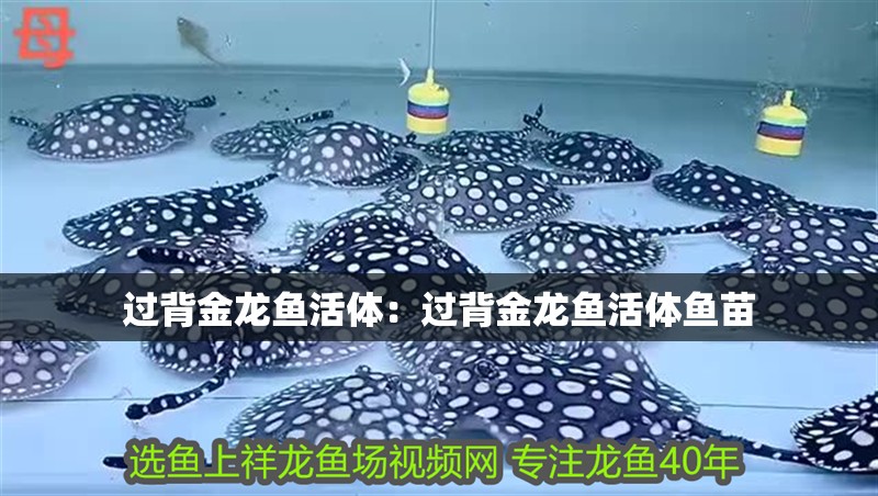 過背金龍魚活體：過背金龍魚活體魚苗 過背金龍魚活體：過背金龍魚活體魚苗 水族問答