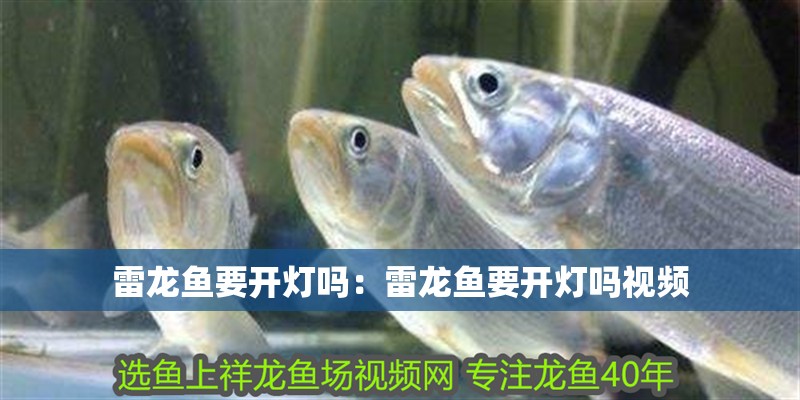 雷龍魚(yú)要開(kāi)燈嗎：雷龍魚(yú)要開(kāi)燈嗎視頻