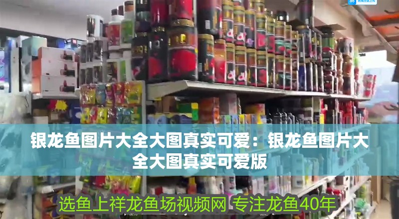 銀龍魚圖片大全大圖真實可愛：銀龍魚圖片大全大圖真實可愛版