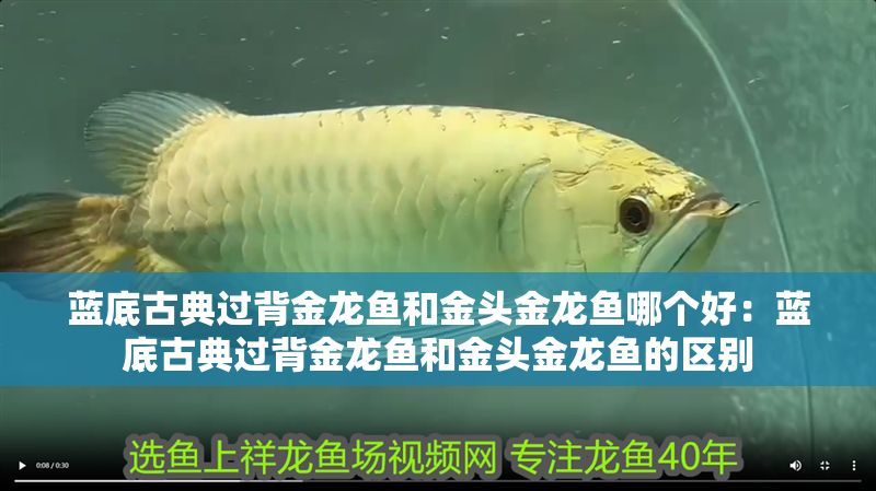 藍(lán)底古典過背金龍魚和金頭金龍魚哪個好：藍(lán)底古典過背金龍魚和金頭金龍魚的區(qū)別