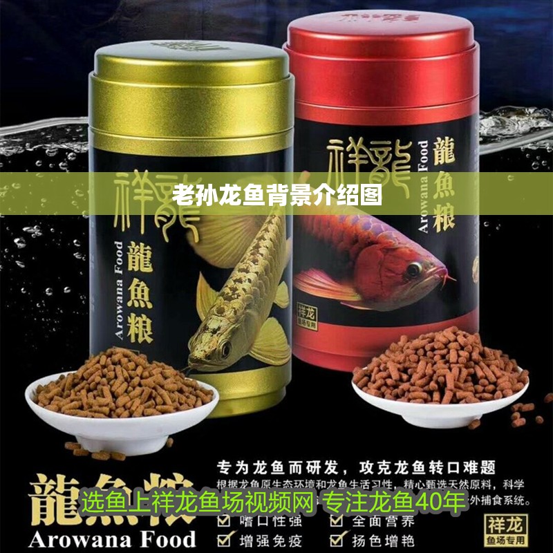 老孫龍魚背景介紹圖