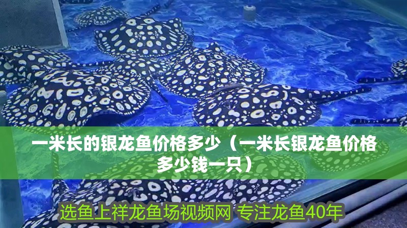 一米長的銀龍魚價格多少（一米長銀龍魚價格多少錢一只） 一米長的銀龍魚價格多少（一米長銀龍魚價格多少錢一只） 銀龍魚百科