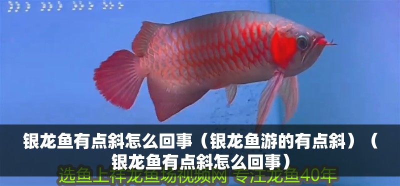鸚鵡魚和銀龍魚混養怎樣喂食 銀龍魚有點斜怎么回事(銀龍魚游的有點斜)(銀龍魚有點斜怎么回事) 銀龍魚百科 銀龍魚有點斜怎么回事(銀龍魚游的有點斜)(銀龍魚有點斜怎么回事) 銀龍魚有點斜怎么回事(銀龍魚游的有點斜)(銀龍魚有點斜怎么回事) 銀龍魚百科