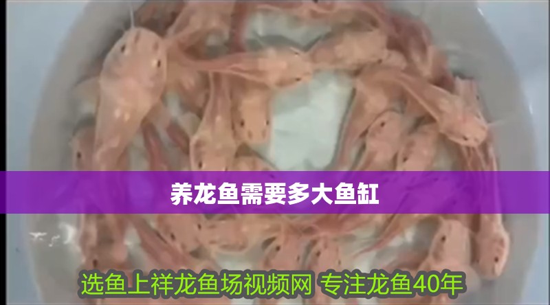 養(yǎng)龍魚需要多大魚缸