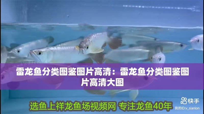 雷龍魚分類圖鑒圖片高清:雷龍魚分類圖鑒圖片高清大圖 水族問答 雷龍魚分類圖鑒圖片高清:雷龍魚分類圖鑒圖片高清大圖 雷龍魚分類圖鑒圖片高清:雷龍魚分類圖鑒圖片高清大圖 水族問答