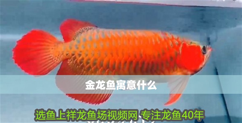 金龍魚寓意什么