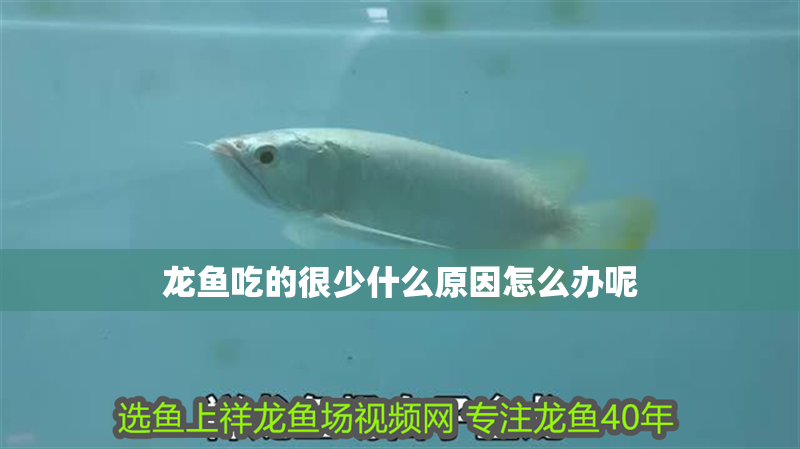 龍魚吃的很少什么原因怎么辦呢