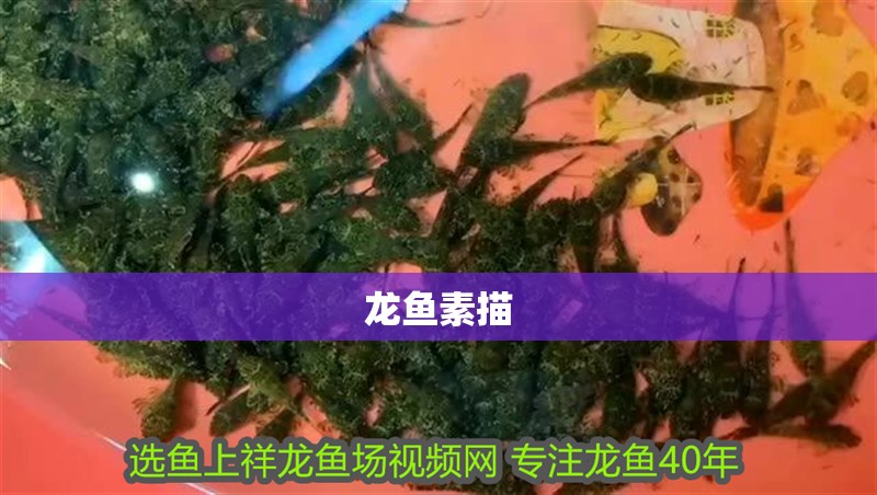 龍魚(yú)素描