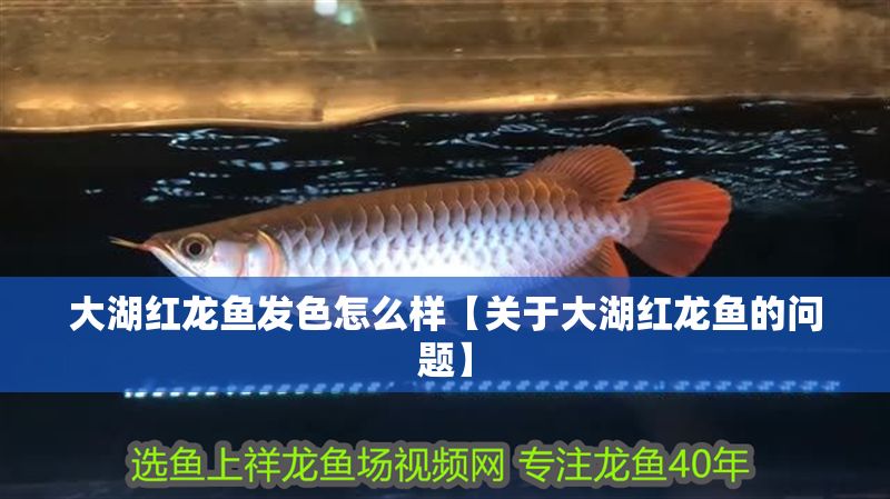 大湖紅龍魚發色怎么樣【關于大湖紅龍魚的問題】