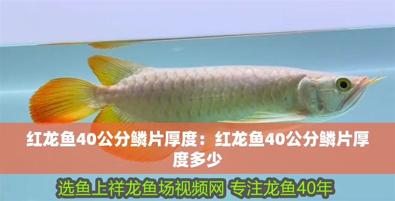紅龍魚40公分鱗片厚度：紅龍魚40公分鱗片厚度多少 紅龍魚40公分鱗片厚度：紅龍魚40公分鱗片厚度多少 水族問答