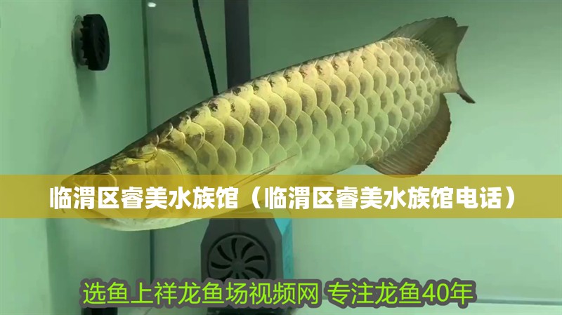 臨渭區睿美水族館（臨渭區睿美水族館電話）