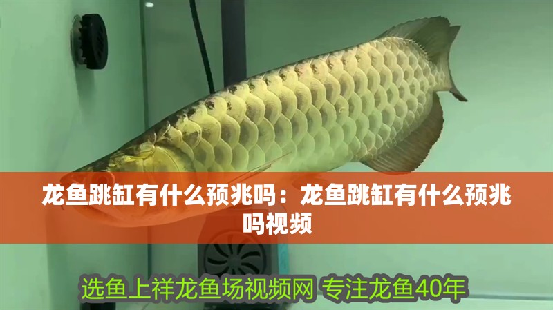 龍魚跳缸有什么預兆嗎：龍魚跳缸有什么預兆嗎視頻