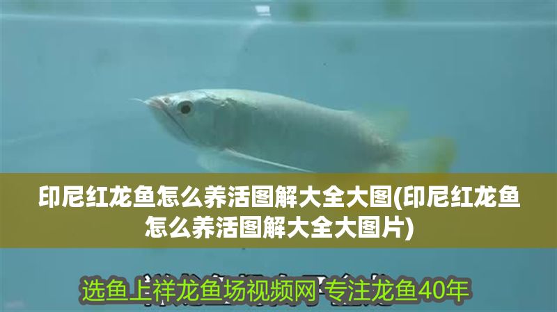 印尼紅龍魚怎么養活圖解大全大圖(印尼紅龍魚怎么養活圖解大全大圖片)