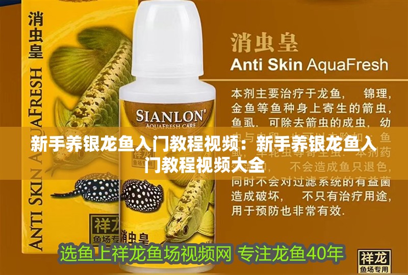 新手養(yǎng)銀龍魚入門教程視頻：新手養(yǎng)銀龍魚入門教程視頻大全