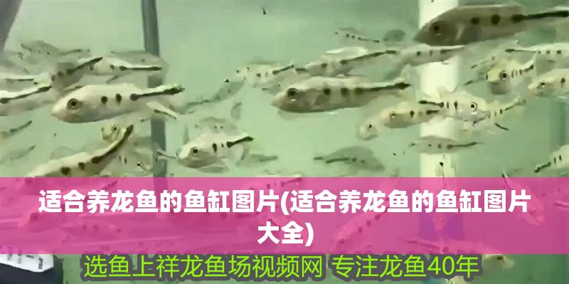 適合養龍魚的魚缸圖片(適合養龍魚的魚缸圖片大全) 適合養龍魚的魚缸圖片(適合養龍魚的魚缸圖片大全) 金龍魚百科 第1張