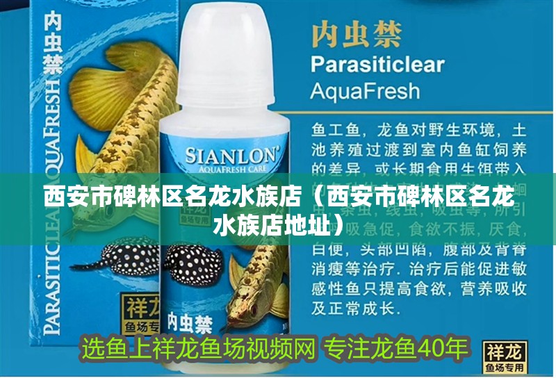 西安市碑林區名龍水族店（西安市碑林區名龍水族店地址）