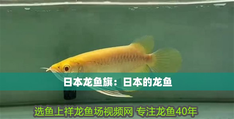 日本龍魚旗：日本的龍魚