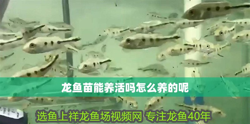 龍魚苗能養活嗎怎么養的呢