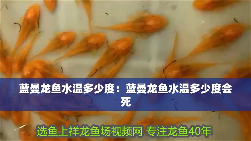 藍曼龍魚水溫多少度：藍曼龍魚水溫多少度會死