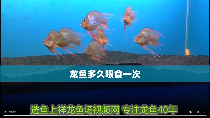 龍魚多久喂食一次 龍魚百科 第2張 龍魚多久喂食一次 龍魚多久喂食一次 龍魚百科 第2張