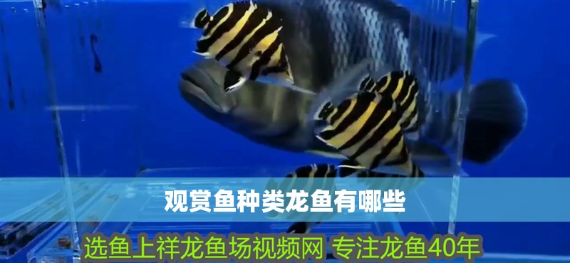 觀賞魚種類龍魚有哪些 觀賞魚種類龍魚有哪些 龍魚百科 第2張